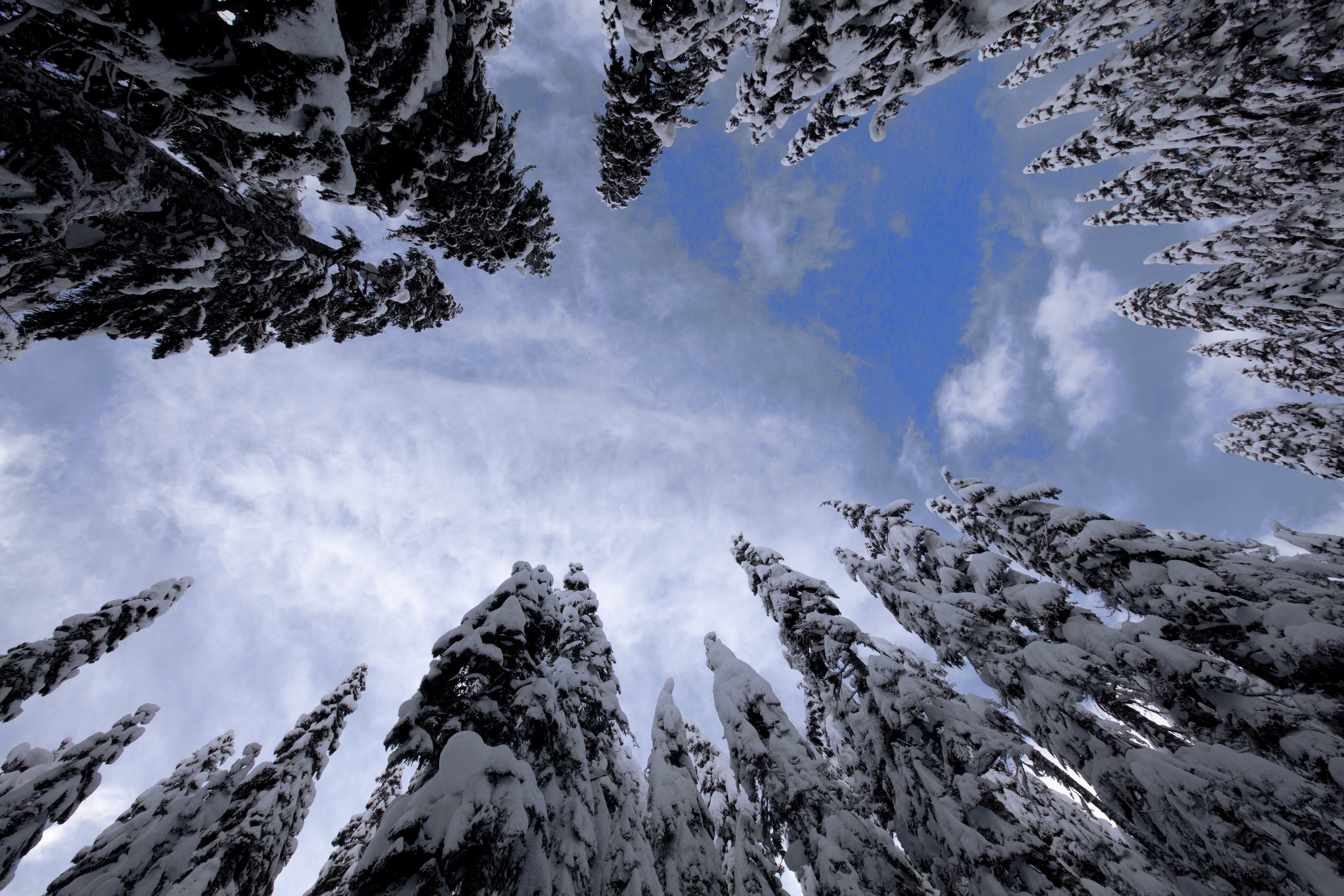 Moving-upward_low-angle-forest-snow_tt.jpeg